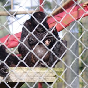 Colombian Black Spider Monkey mother and youngster- 19/2/2024