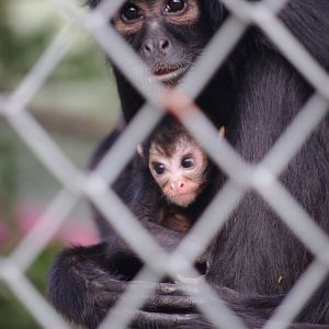 Colombian Black Spider Monkey mother and baby- 19/2/2024