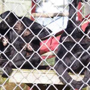 Colombian Black Spider Monkeys- 19/2/2024