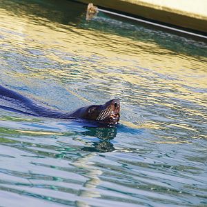 South American Fur Seal- 19/2/2024