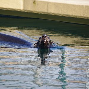 South American Fur Seal- 19/2/2024