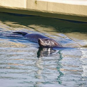 South American Fur Seal- 19/2/2024
