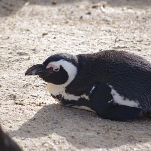 African Penguin- 19/2/2024