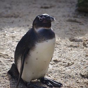 African Penguin- 19/2/2024