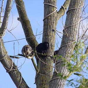 Black Howler Monkeys in action- 19/2/2024