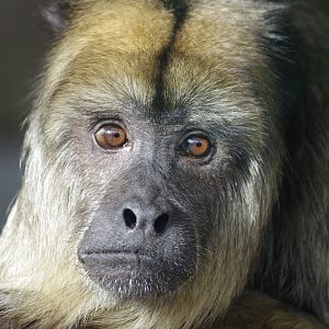 Black Howler Monkey- 19/2/2024