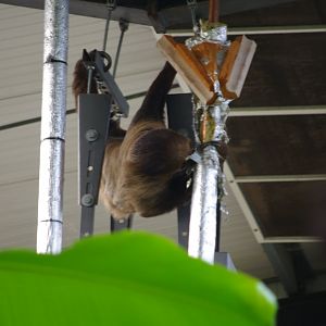 Getting up to no good- Arlo- Linne's Two Toed Sloth- 19/2/2024