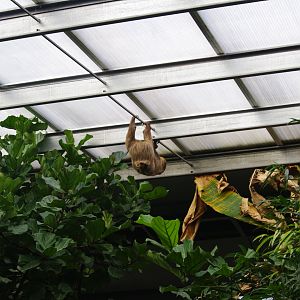 New heights- Arlo- Linne's Two Toed Sloth- 19/2/2024