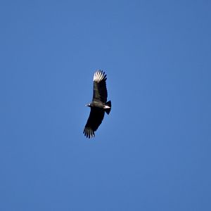 Black Vulture