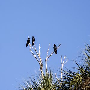 Fish Crows