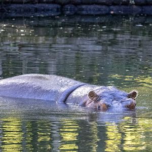 River Hippopotamus