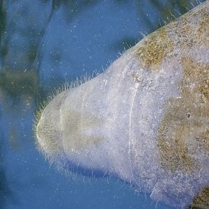 Manatee by a nose