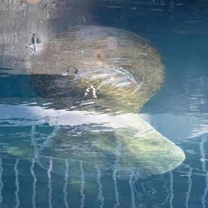 Tail of a Manatee