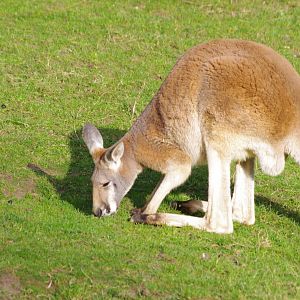 Red Kangaroo- 19/2/2024