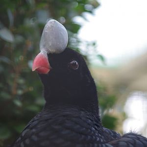 Northern Helmeted Cussarow- 19/2/2024