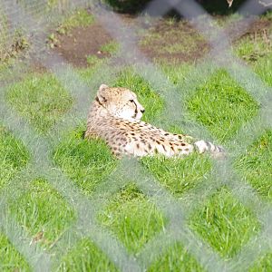 Cheetah- 19/2/2024