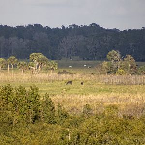 Whitetail Deer, Horse, and Cattle - Paynes Prairie Preserve - Florida