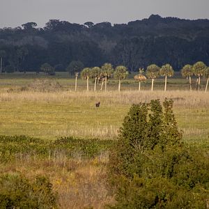 Horse - Paynes Prairie Preserve - Florida