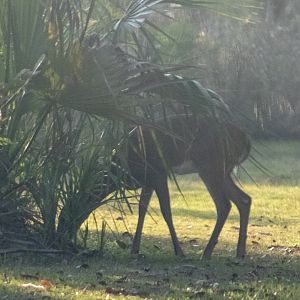 Whitetail Deer - Florida