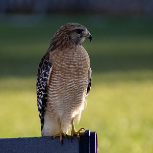 Red-shouldered Hawk - Florida