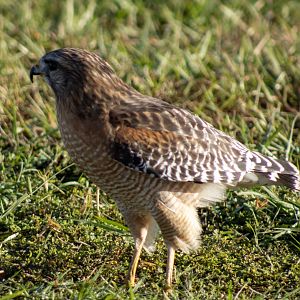 Red-shouldered Hawk - Florida