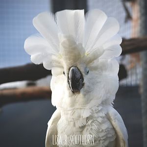 White cockatoo