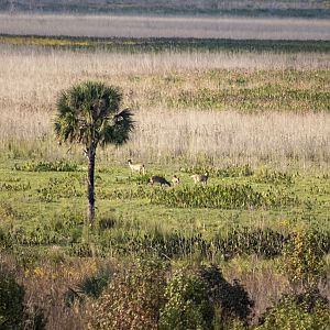Whitetail Deer - Paynes Prarie Preserve - Florida