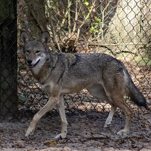 Red Wolf