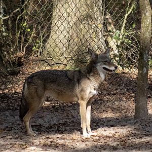 Red Wolf