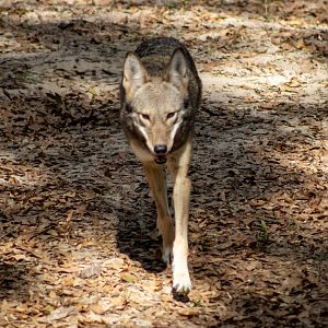 Red Wolf