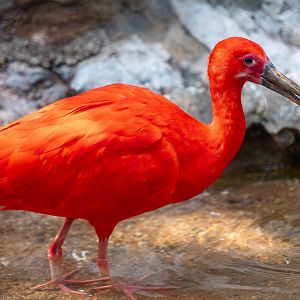 Scarlet Ibis