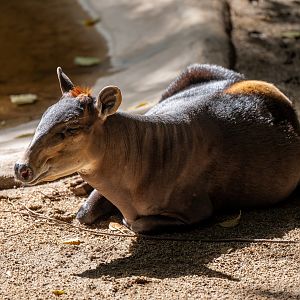 Yellow Backed Duiker