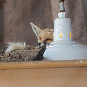 Ruppell’s Sand Fox