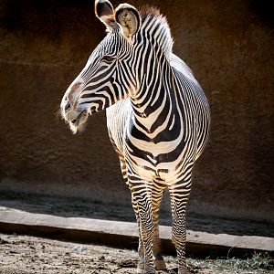 Grevy’s Zebra
