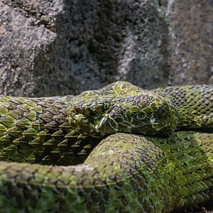 Mangshan Pit Viper