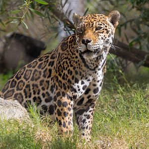 Johar the Jaguar