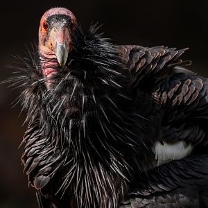 Hope the California Condor