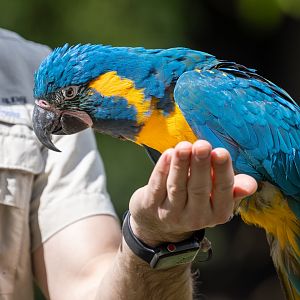 Blue Throated Macaw