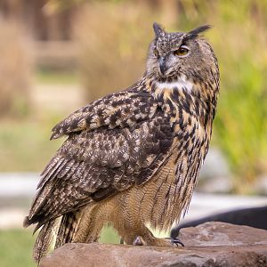 Eurasian Eagle Owl