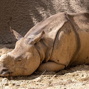 Marshall the Greater One Horn Rhinoceros