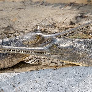 Indian Gharial