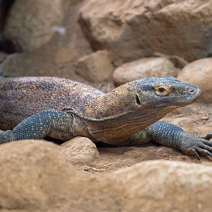 Komodo Dragon