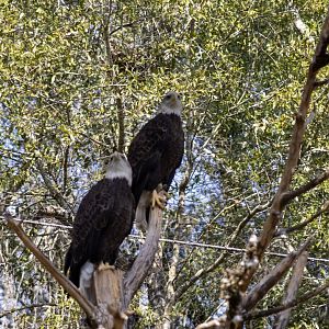 Bald Eagles