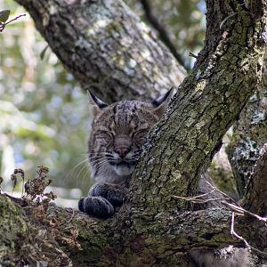 Bobcat
