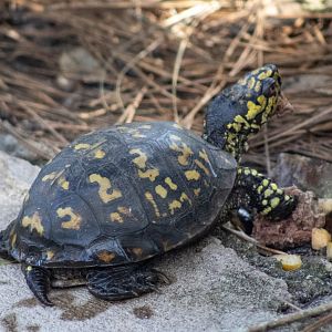 Florida Box Turtle