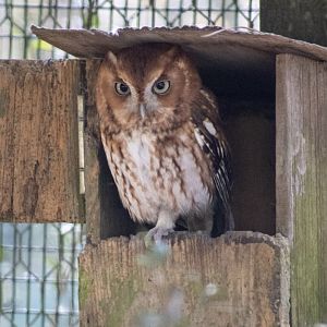 Eastern Screech Owl