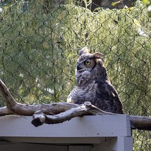 Great-horned Owl