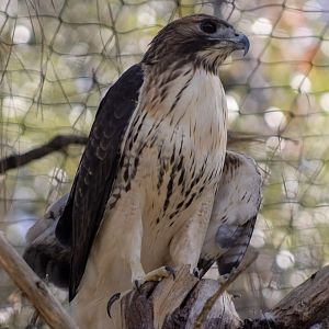 Red-tailed Hawk