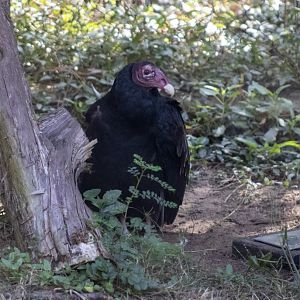 Turkey Vulture