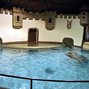 Walrus indoor exhibit